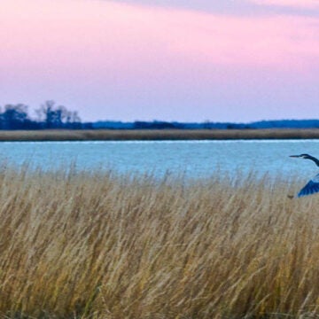 A great blue heron flies over golden marsh grasses at a coastal wetland with pink and purple sky at dusk or dawn.