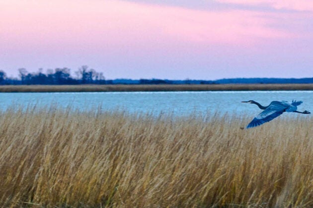 A great blue heron flies over golden marsh grasses at a coastal wetland with pink and purple sky at dusk or dawn.