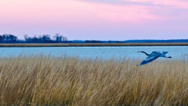 A great blue heron flies over golden marsh grasses at a coastal wetland with pink and purple sky at dusk or dawn.