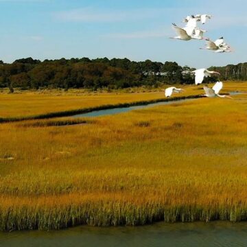 White egrets fly over a marsh.