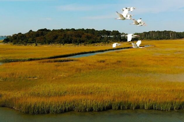 White egrets fly over a marsh.