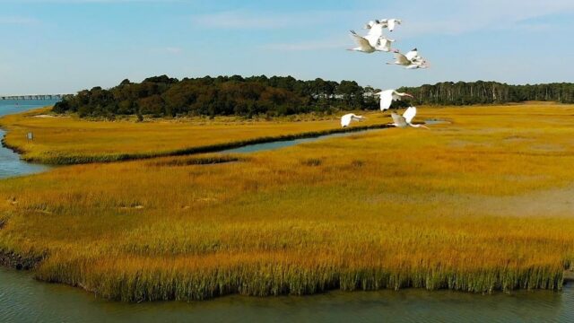 White egrets fly over a marsh.