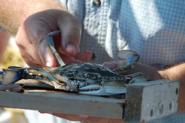 A blue crab is measured on a measuring board.