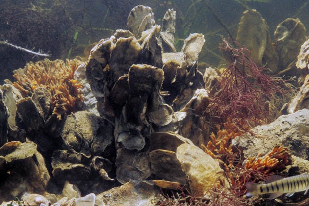 Underwater view of an oyster reef with clustered shells, fish, and marine vegetation