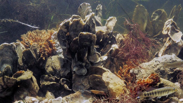 Underwater view of an oyster reef with clustered shells, fish, and marine vegetation.