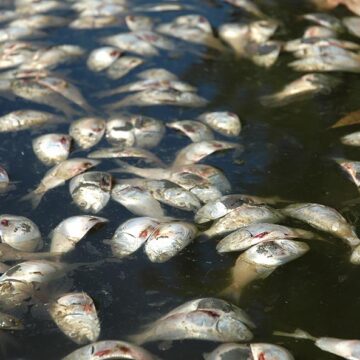 Dead fish float on the water surface during a fish kill event.