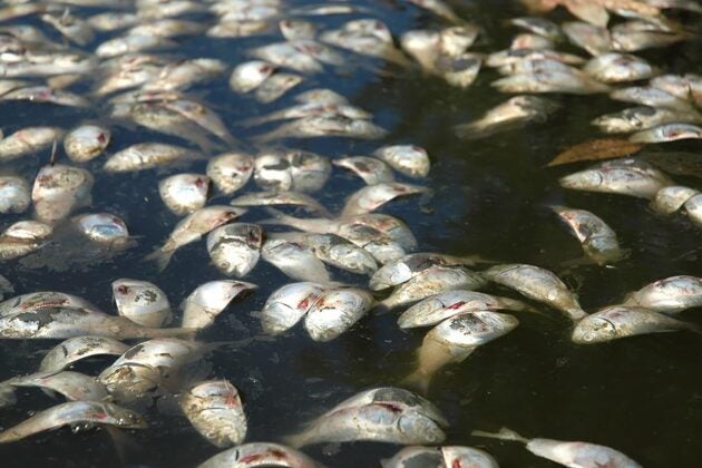 Dead fish float on the water surface during a fish kill event.