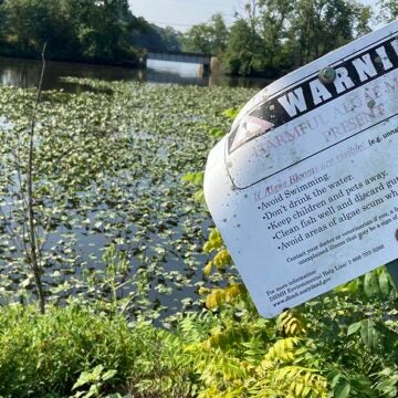 A harmful algae bloom warning sign posted beside water covered with dense aquatic vegetation at the Transquaking River.