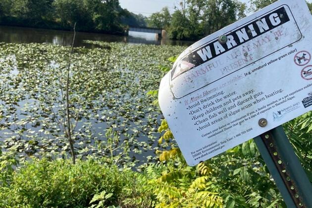 A harmful algae bloom warning sign posted beside water covered with dense aquatic vegetation at the Transquaking River.