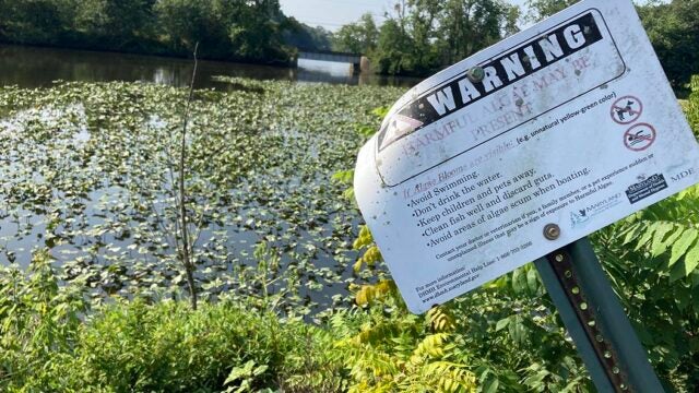 A harmful algae bloom warning sign posted beside water covered with dense aquatic vegetation at the Transquaking River.