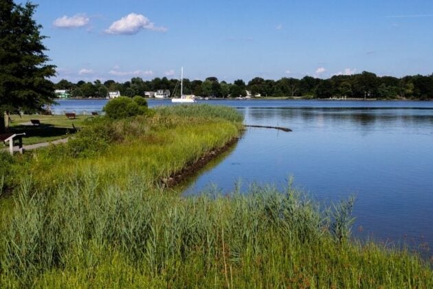 Living shoreline with native grasses protecting the waterfront.
