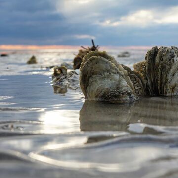 Oyster shells rest in shallow water at sunset