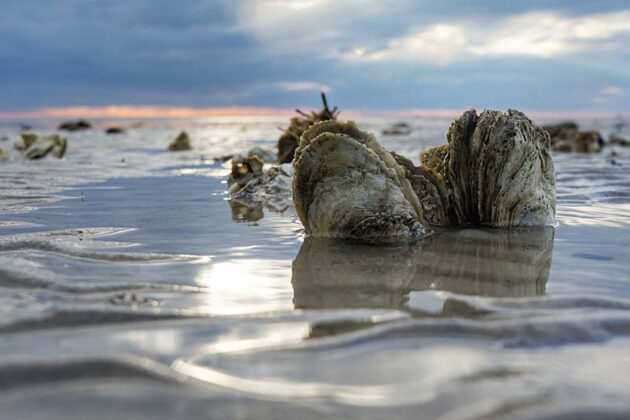 Oyster shells rest in shallow water at sunset