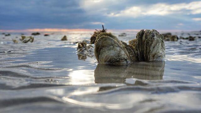 Oyster shells rest in shallow water at sunset.