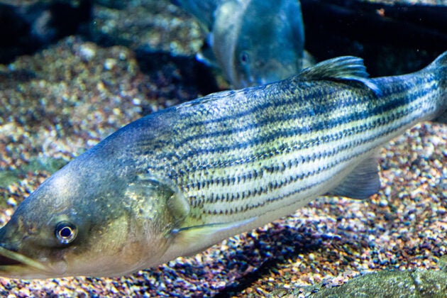 A striped bass swims near the gravelly bottom of a tank with other fish visible in the background.
