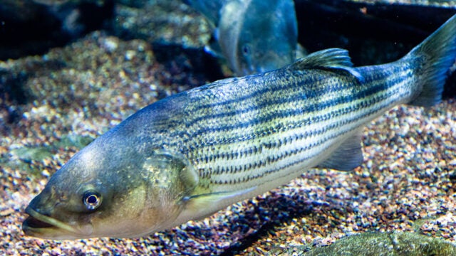 A striped bass swims near the gravelly bottom of a tank with other fish visible in the background.