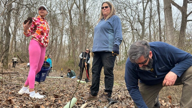 Volunteers plant trees as others work among bare trees in the background.