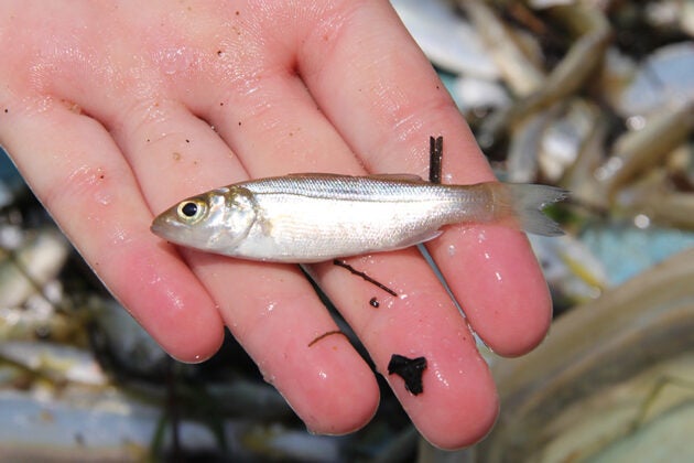 A hand holding a juvenile striped bass