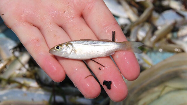 A hand holding a juvenile striped bass.