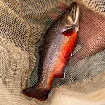 A brook trout in a net