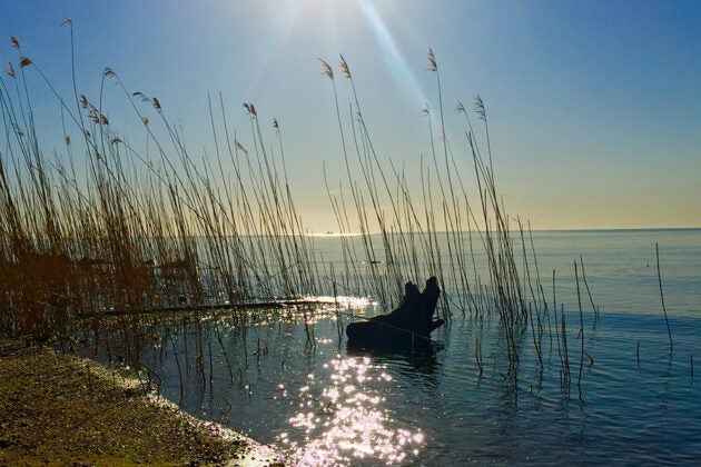Driftwood stands among marsh grasses on calm, sunlit shoreline waters
