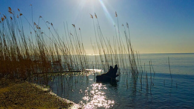 Driftwood stands among marsh grasses on calm, sunlit shoreline waters.