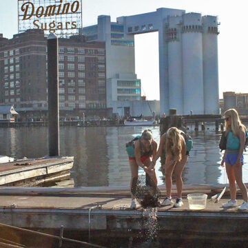 Three women pull an oyster cage out of the Baltimore Harbor from a dock in front of the iconic Domino Sugars sign building.