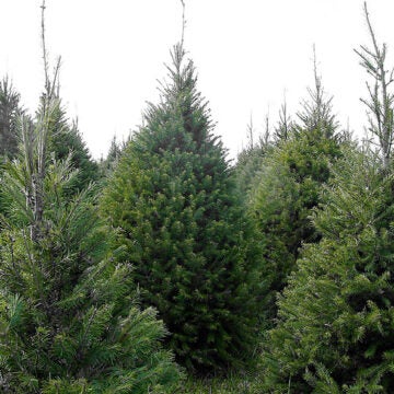 Christmas trees