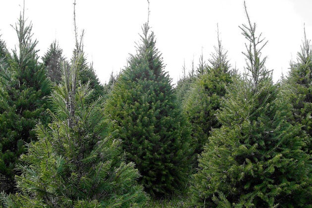 Christmas trees