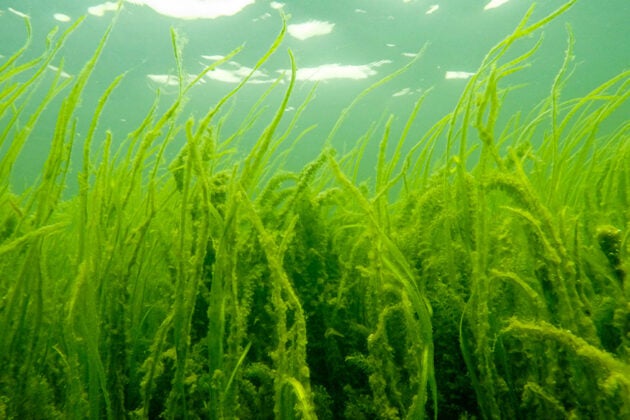 Underwater view of dense aquatic grasses swaying in sunlit water.