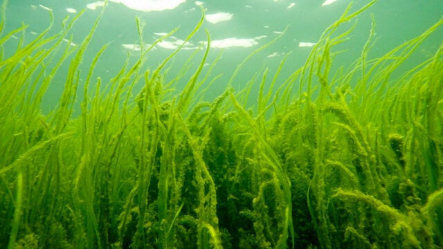 Underwater view of dense aquatic grasses swaying in sunlit water.