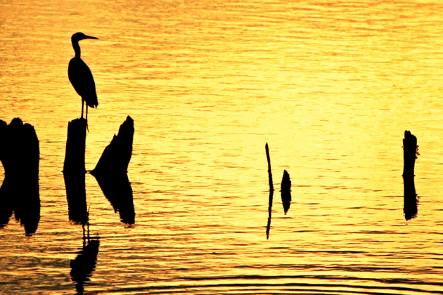 Silhouette of a heron at sunset on the water