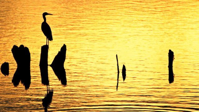 Silhouette of a heron at sunset on the water.