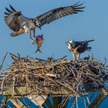 An osprey carrying a fish flies toward its nest where another osprey waits.