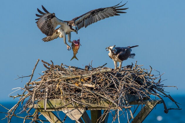 An osprey carrying a fish flies toward its nest where another osprey waits.