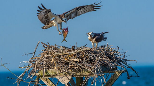 An osprey carrying a fish flies toward its nest where another osprey waits.