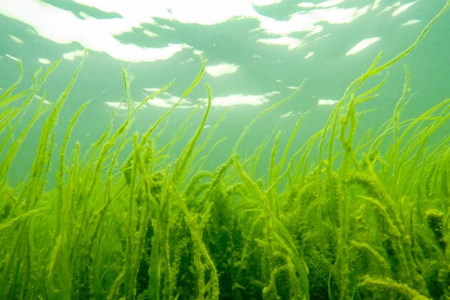 Green bay grasses underwater.
