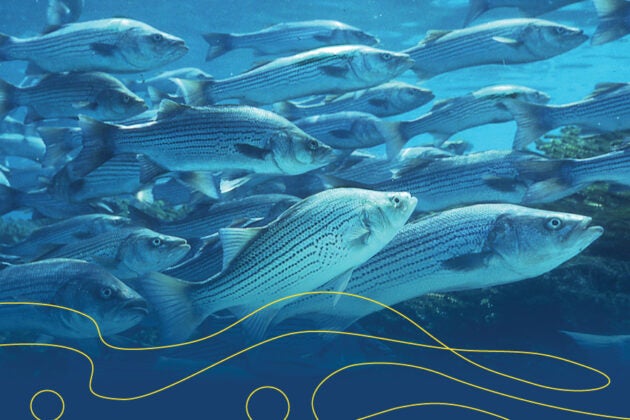 A school of striped bass.