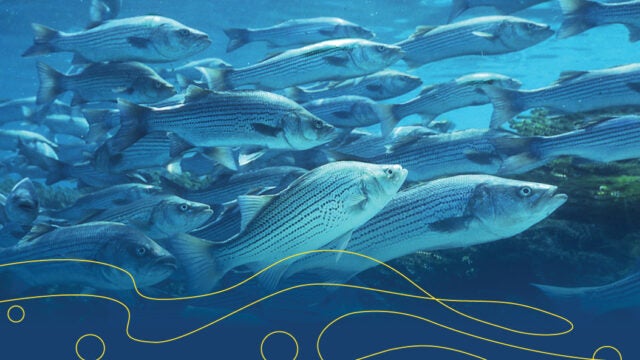 A school of striped bass.