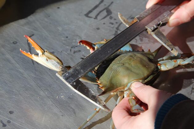 A closeup of hands using calipers to measure the width of a blue crab.
