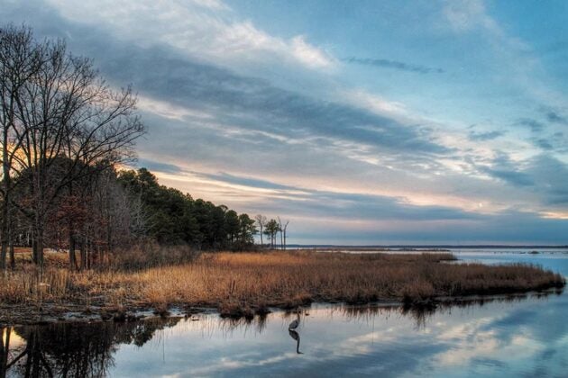 A heron wades in calm water at the Blackwater National Wildlife Refuge with golden marsh grasses, trees, and dramatic clouds reflected in the water.