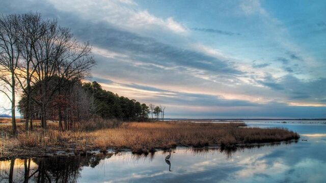 A heron wades in calm water at the Blackwater National Wildlife Refuge with golden marsh grasses, trees, and dramatic clouds reflected in the water.