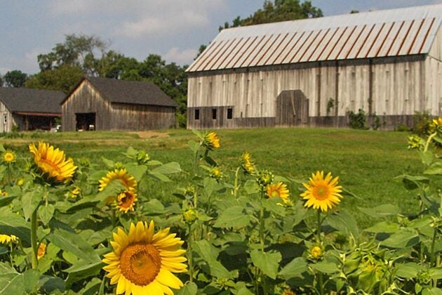 Bright yellow sunflowers bloom in a field with weathered barns standing in the background.