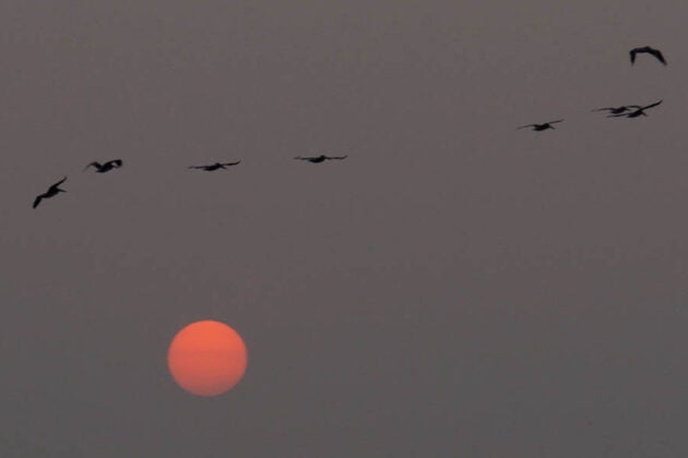 Silhouettes of birds flying across a gray sky above a red-orange sun at dawn or dusk.