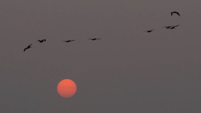 Silhouettes of birds flying across a gray sky above a red-orange sun at dawn or dusk.