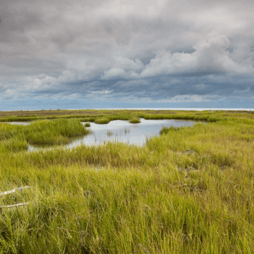 A photo of vast marshes with dark storm clouds overhead.