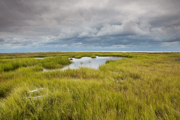 A photo of vast marshes with dark storm clouds overhead.