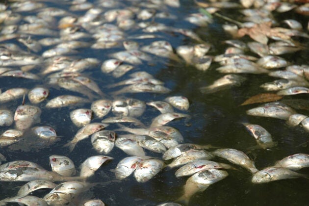 Dozens of dead fish float on the surface of the water.