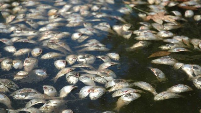 Dozens of dead fish float on the surface of the water.