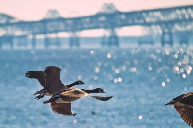 Canada geese flying over the bay